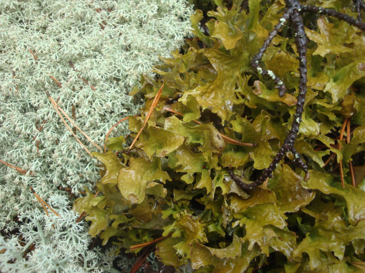 Исландский мох фото где растет как выглядит
